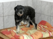 Pension_31