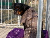 Pension_1