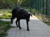Pension_1