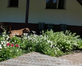 Pension_54