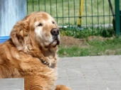 Pension_74