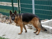 Pension_20