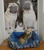 Pension_1