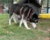 Pension_29
