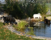 Pension_29