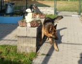 Pension_39