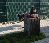 Pension_6