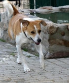 Pension_11
