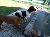 Pension_26