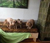 Pension_4