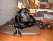 Pension_1