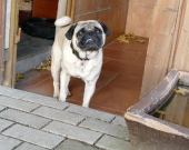 Pension_22