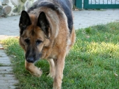 Pension_11