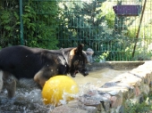 Pension_41