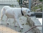 Pension_1