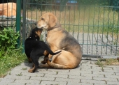 Pension_11