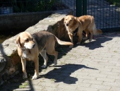 Pension_20