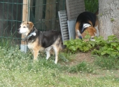 Pension_37