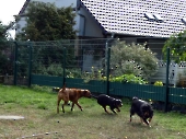 Pension_36
