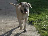 Pension_39