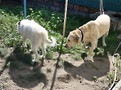 Pension_6