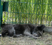 Pension_61