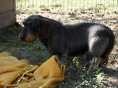 Pension_2