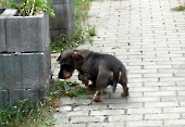 Pension_31