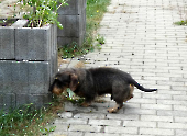 Pension_32
