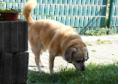 Pension_11