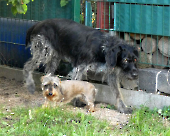 Pension_77