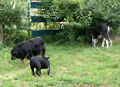 Pension_12