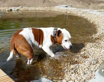 schwimmen,rennen und toben_1