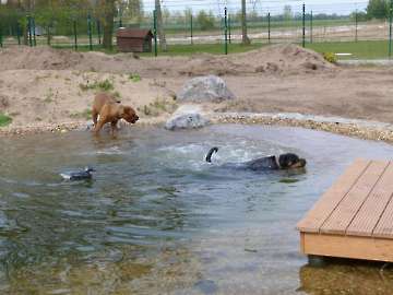 schwimmen,rennen und toben_10