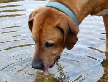 schwimmen,rennen und toben_17