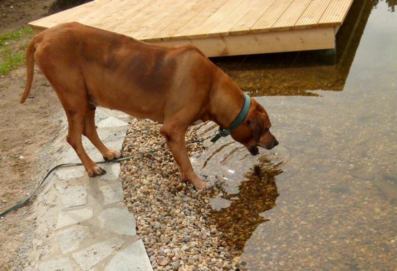 schwimmen,rennen und toben_3