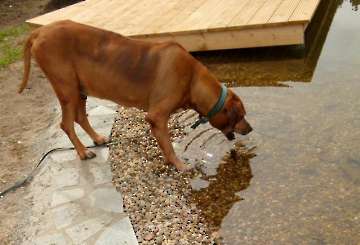 schwimmen,rennen und toben_3