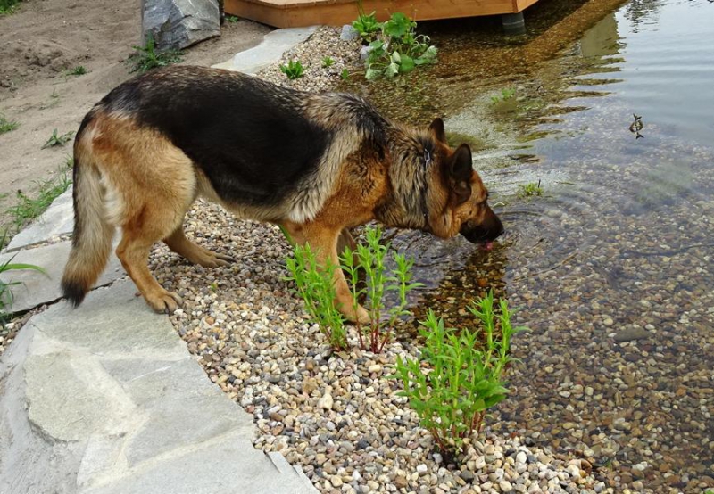 schwimmen,rennen und toben_4