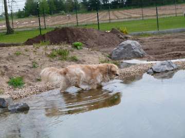 schwimmen,rennen und toben_5