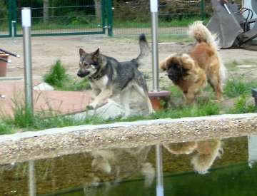 schwimmen,rennen und toben_7