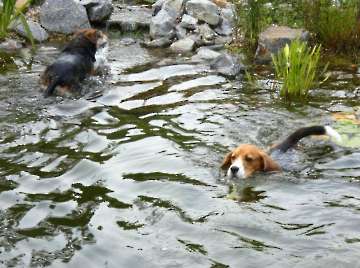 Wasser_7