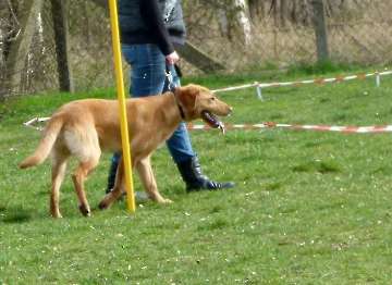 Welpen_25