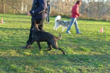 Hundetreffpunkt_30