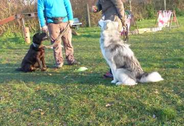 Hundetreffpunkt_34