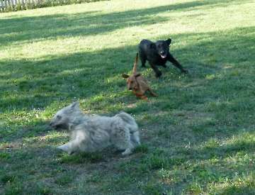Training und Spiel_2