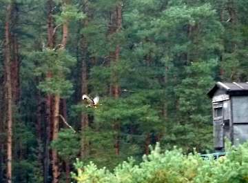 Umweltspazierung im Wald_3