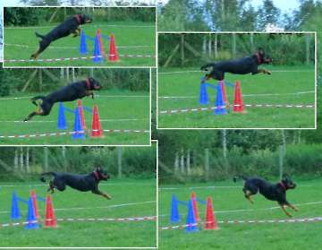 Longieren_11