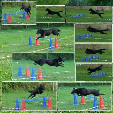 Longieren_15