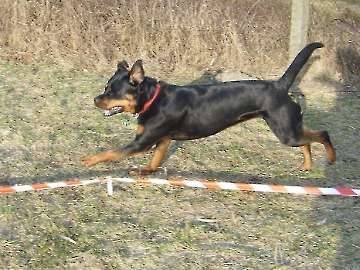 Longieren_3
