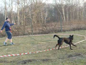 Longieren_7